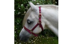 2_webbing_headcollars