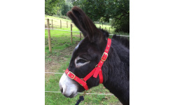 9_headcollars_1744417709