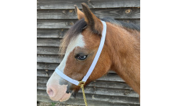 dhbrshal_1rs_1349380892