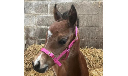 dhmifohe_pink_101981659