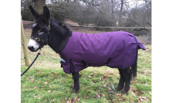 drclxdlw_plum1024x809_936170586