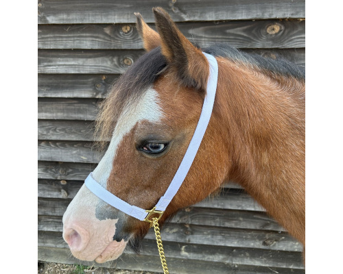 dhbrshal_1rs_1349380892