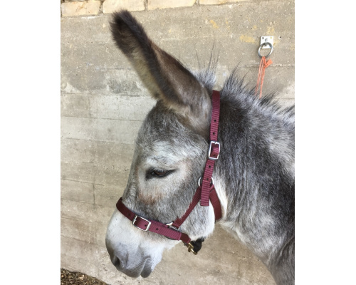 dhcledhe_bu_donkey_844x1024