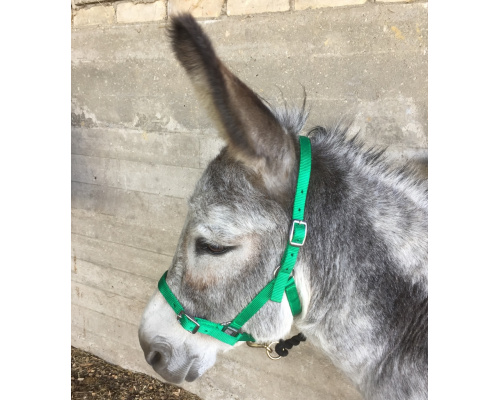 dhcledhe_gn_donkey_915x1024