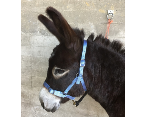 dhcledhe_sk_donkey_912x1024