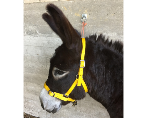 dhcledhe_ye_donkey_871x1024