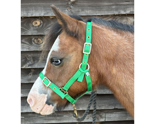 dhclhead_gn3rs